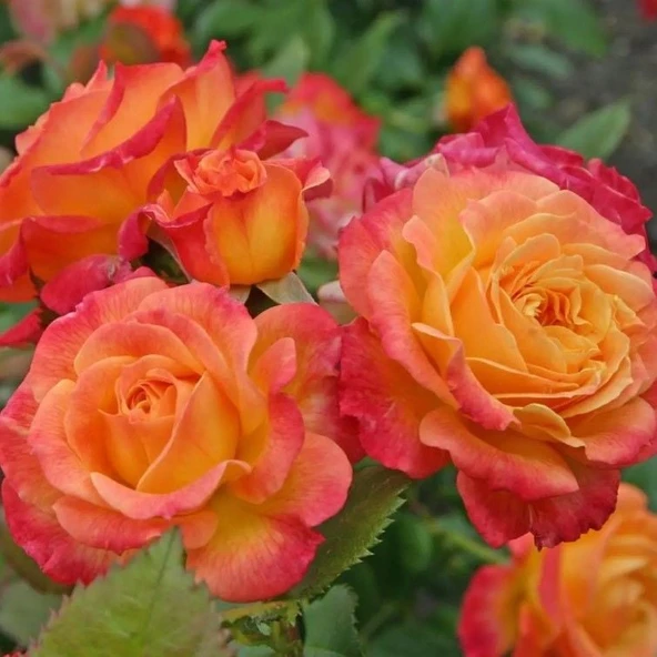 Tüplü Nadir Garten Spass Yediveren Gül Fidanı ürün görseli 1