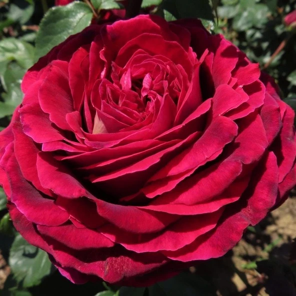 Tüplü Yediveren Kokulu Emma Gül Fidanı ürün görseli 1