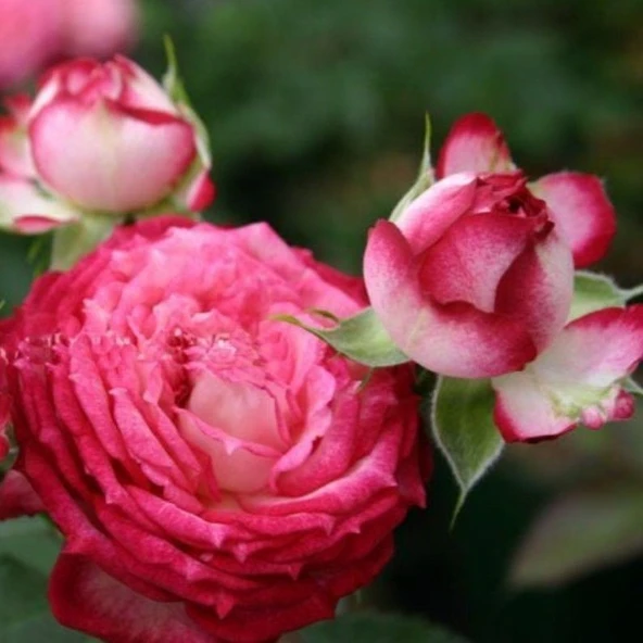 Tüplü Çok Goncalı  Soğuklara Dayanıklı Yediveren Nicole FC Gül Fidanı ürün görseli 1