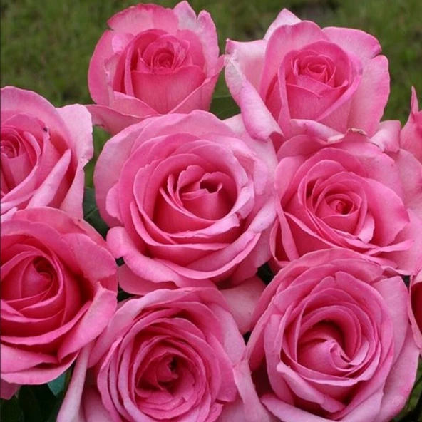 Tüplü Soğuklara Dayanıklı Yediveren Sweet Parole Yoğun Kokulu Gül Fidan ürün görseli 1