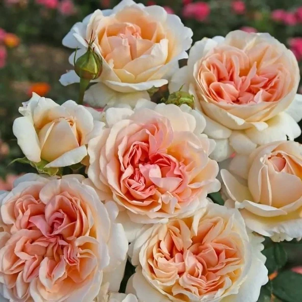 Koleksiyonluk Tüplü Kök Grob Herzogin Luise Yoğun Kokulu Yediveren Gül Fidanı ürün görseli 1