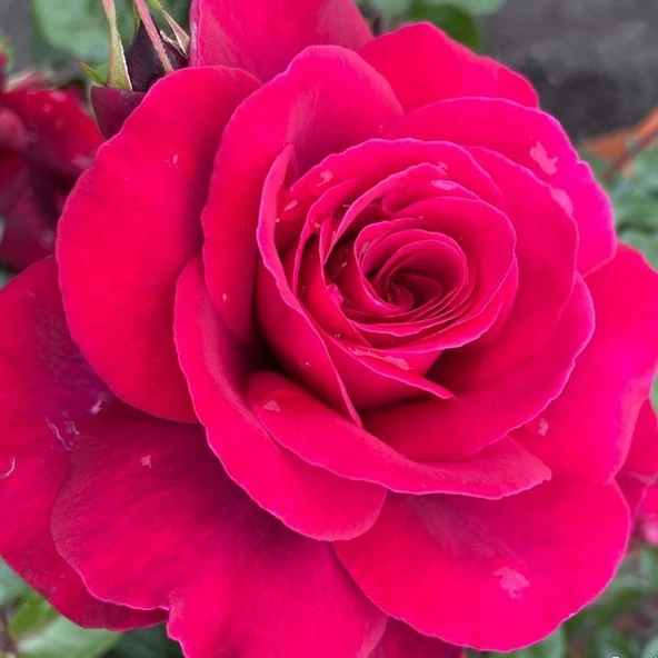 Tüplüri Katlı Kokulu Santa Monica Yediveren Gül Fidanı ürün görseli 1