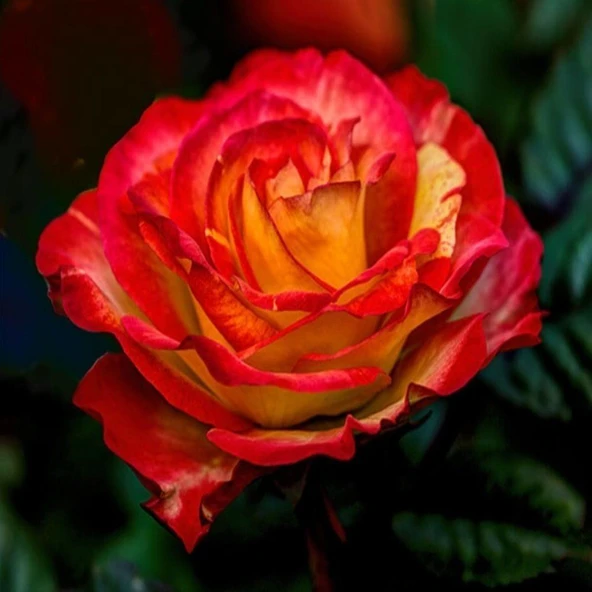 Tüplü Butterfly İri Goncalı Yediveren Yoğun Kokulu Gül Fidanı ürün görseli 1