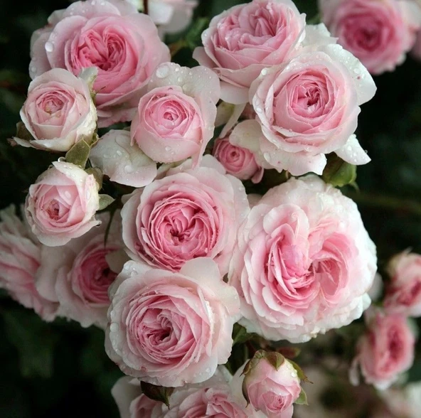 Tüplü Katmerli Blush Fc Soğuklara Dayanıklı Yediveren Gül Fidanı ürün görseli 1