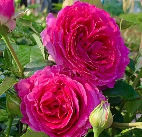 Tüplü Yoğun Kokulu Yediveren Fraulein Maria Yoğun Kokulu Gül Fidanı ürün görseli 1