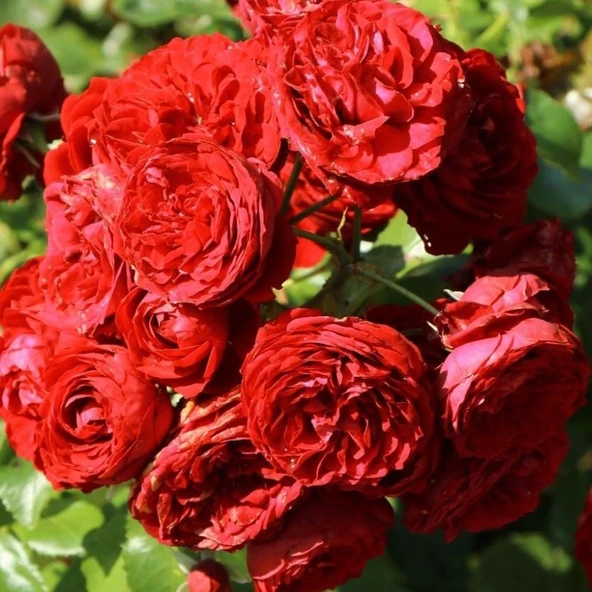 Tüplü Katmerli Kordes Rotkappchen Yediveren Kırmızı Gül Fidanı ürün görseli 1