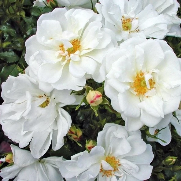 Tüplü Soğuklara Dayanıklı Çok Goncalı Diamant Yediveren Gül Fidanı ürün görseli 1