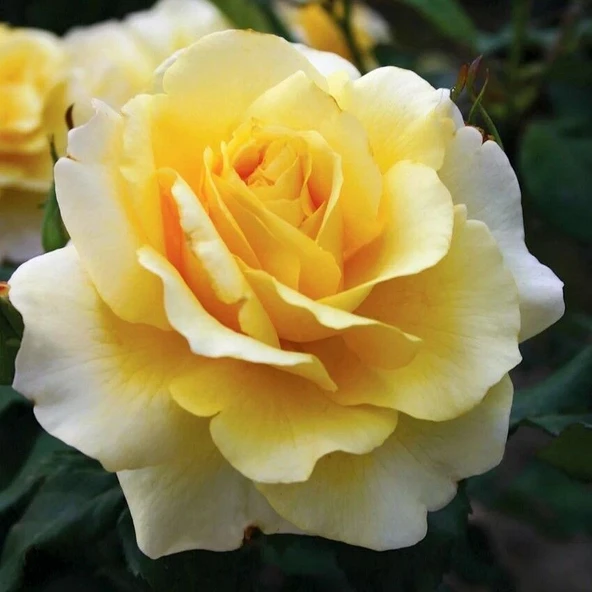 Tüplü Kokulu Salvador Dali Sarı Yediveren Kokulu Gül Fidanı ürün görseli 1