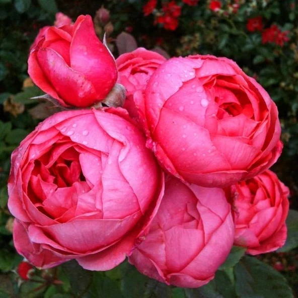 Tüplü Gartenprinzessin Marie Jose Yediveren Yoğun Kokulu Parfüm Gül Fidanı - 2