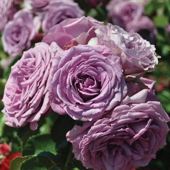 Tüplü Yediveren Lila Renkli Quick Silver Yoğun Kokulu Sarmaşık Gül Fidanı (120-160 Cm) ürün görseli 1