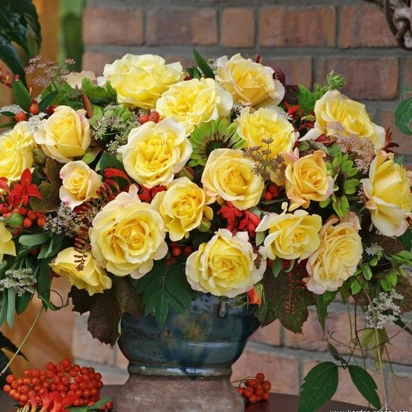 Tüplü Sunny Fc Yediveren Çok Goncalı Masal Gülü Fidanı - Resim 2