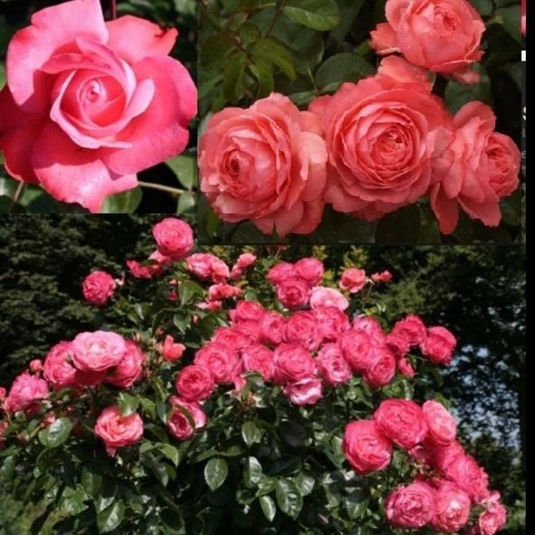 Tüplü Yediveren Çok Goncalı Soğuklara Dayanıklı Rosanna Gül Fidanı ürün görseli 1