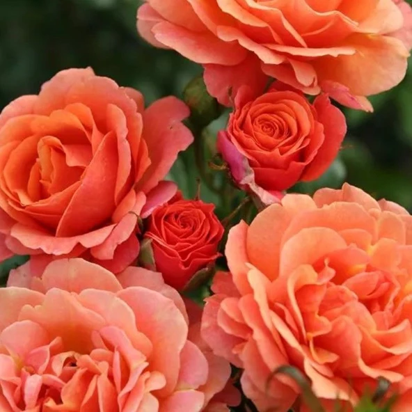 Tüplü Kordes Soğuklara Dayanıklı Çok Goncalı  Orange Juwel Yediveren Gül Fidan ürün görseli 1