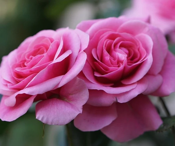 Tüplü Yediveren Parfüme Yoğun Kokulu Katya Gül Fidanı ürün görseli 1