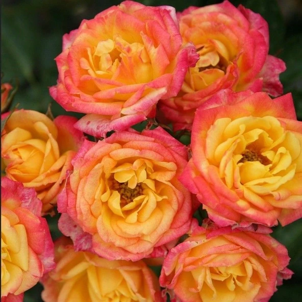 Tüplü Yediveren Çok Goncalı Soğuklara Dayanıklı Littel Sunset Gül Fidanı ürün görseli 1