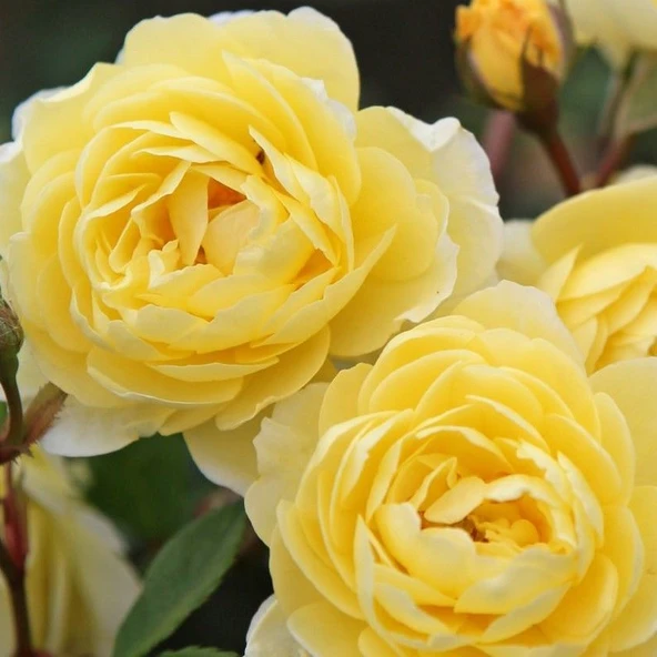 Tüplü Aşılı Yediveren Katmerli  Lemon Fc Çok Goncalı Masal Gülü Fidanı ürün görseli 1