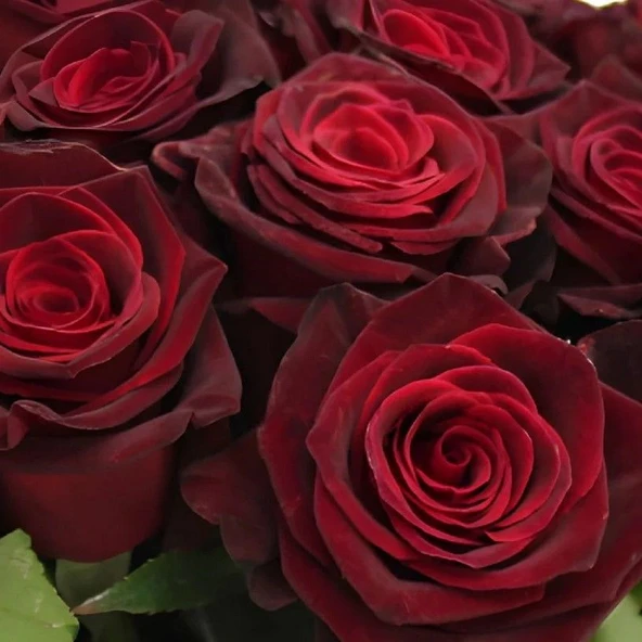 Tüplü Kadife Bordo Esmeray Yediveren Gül Fidanı ürün görseli 1