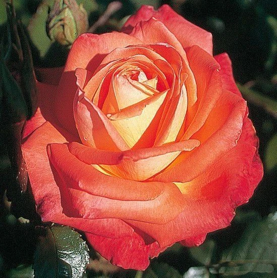 Tüplü Koleksiyonluk Yediveren Königin Der Rosen Kokulu Gül Fidanı - 2