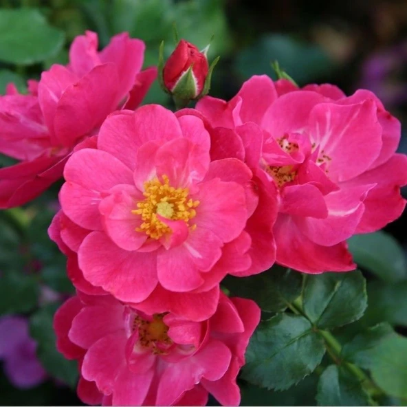 Tüplü Koleksiyonluk Yediveren Hot Line  Yer Örtücü Çok Goncalı Persica Gül Fidanı ürün görseli 1