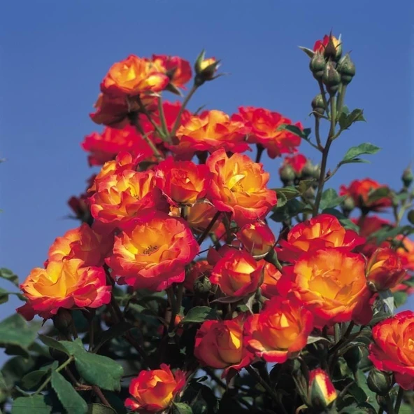 Tüplü Soğuklara Dayanıklı Taifun Yediveren Alman Gül Fidanı ürün görseli 1