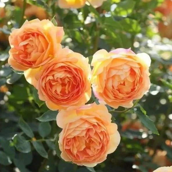 Tüplü Yediveren Kokulu Kayısı Tonlarında Aloha Rose Sarmaşık Gül Fidan - 2
