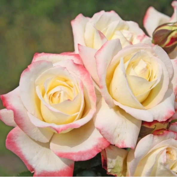 Tüplü Yediveren Athena Kokulu Gül Fidanı ürün görseli 1