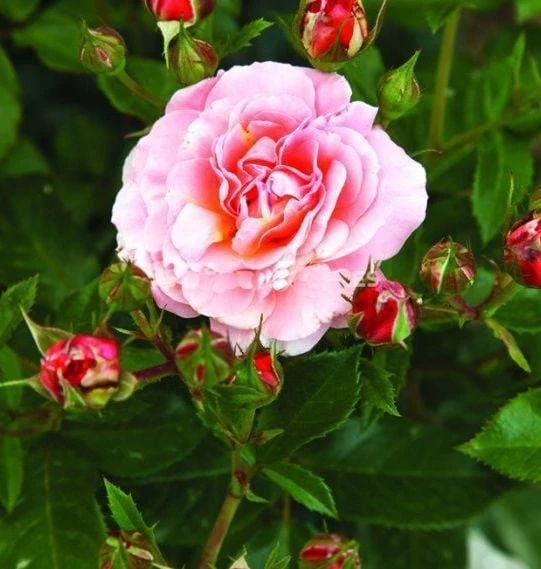 Tüplü Özel Lady Diana Yediveren Kokulu Gül Fidanı ürün görseli 1