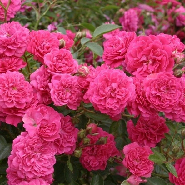 Tüplü  Kokulu Çok Goncalı Yayılıcı Kokulu Roxy Soğuklara Dayanıklı Gül Fidanı ürün görseli 1