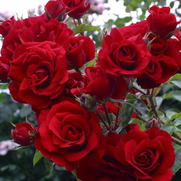 Tüplü Yediveren Kokulu Amadeus Kırmızı Sarmaşık Gül Fidanı ürün görseli 1