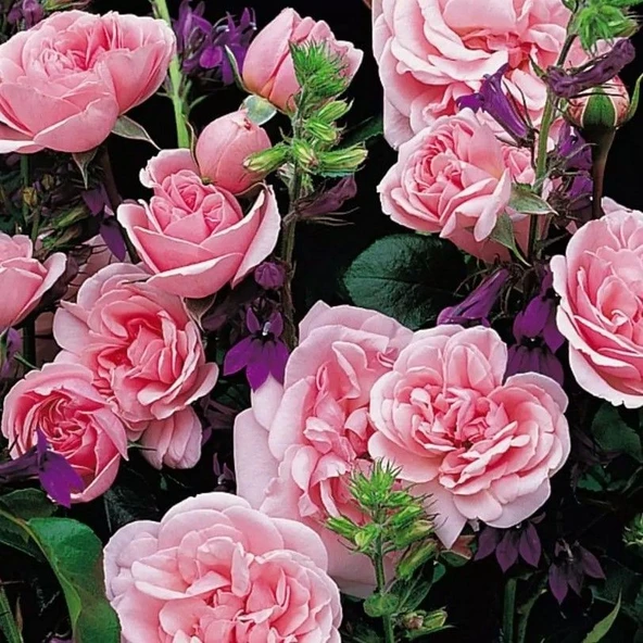 Tüplü Koleksiyonluk Yediveren Home Garden Yer Örtücü Çok Goncalı Gül Fidanı ürün görseli 1