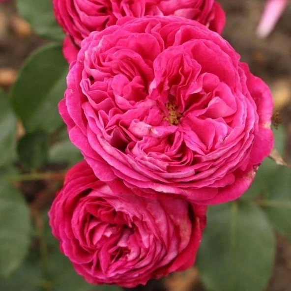 Tüplü Yediveren Parfüm Kokulu Freifrau Caroline Gül Fidanı - 2