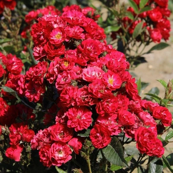 Tüplü Yer Örtücü Soğuklara Dayanıklı Zwergkönig Yediveren Gül Fidanı ürün görseli 1