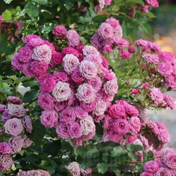 Tüplü Ramira Yediveren Çok Goncalı Masal Gülü Fidanı Gül Çemberi ürün görseli 1