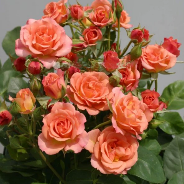 Tüplü Soğuklara Dayanıklı Peach Taifun Yediveren Alman Gül Fidanı ürün görseli 1