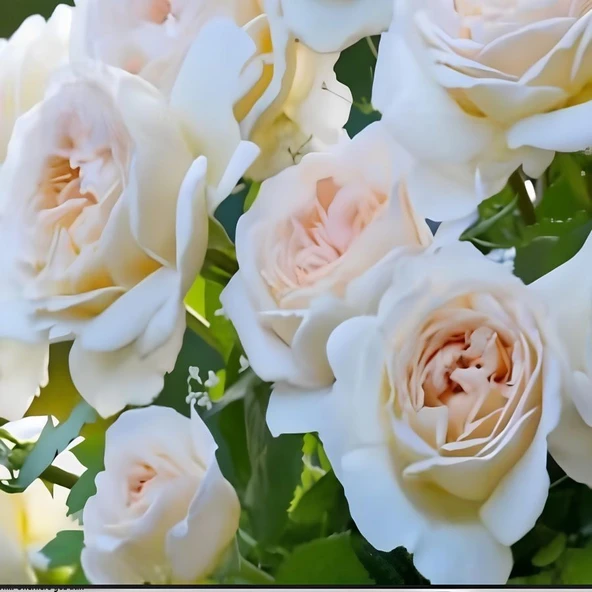 Tüplü Cream Fc Multin Goncallı Beyaz Yediveren Soğuklara Dayanıklı Gül Fidanı ürün görseli 1