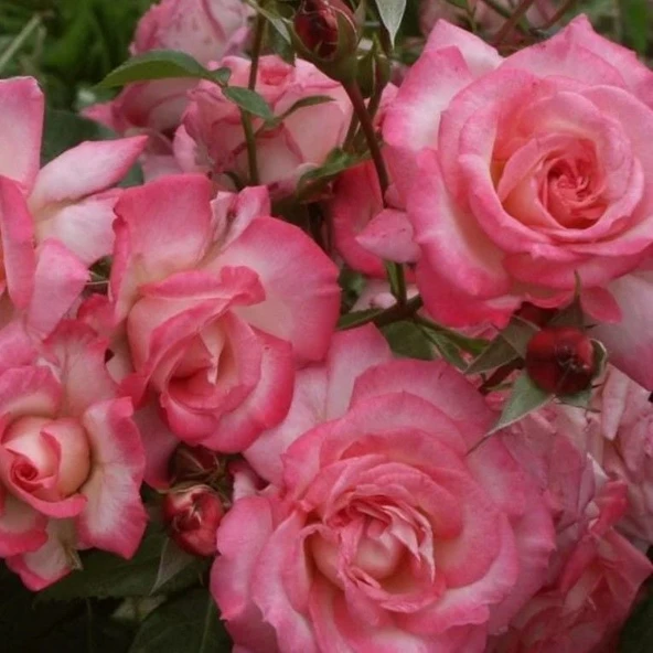 Tüplü Kokulu Yediveren Laguna Koyu Pembe Sarmaşık Gül Fidanı ürün görseli 1