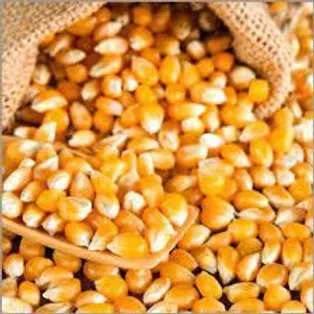 Patlaklık Mısır 500 gr - 2