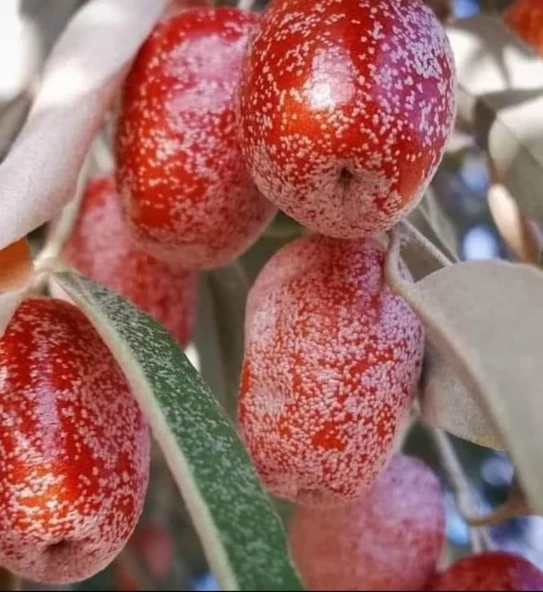 İğde Toros Yayla 500 gr - Resim 3