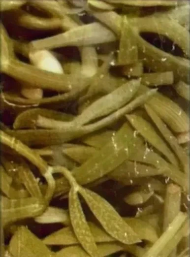 Kaya Koruğu Turşusu 1500 ml - 2