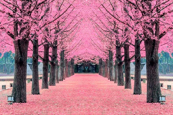 Pembe Ağaç Orman Manzaralı Duvar Kağıdı - Resim 7