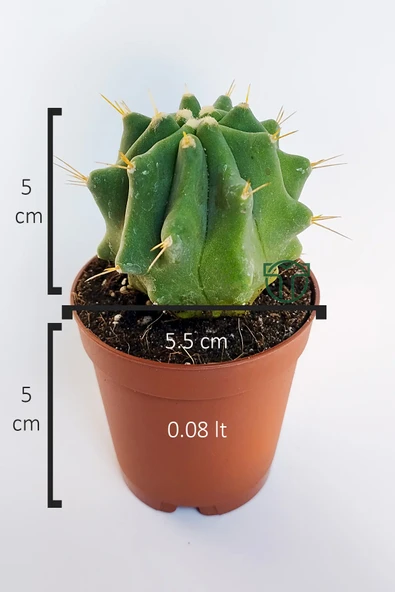 Ferocactus Glaucescens kuraklığa dayanıklı bitki özel tür katküs - 5
