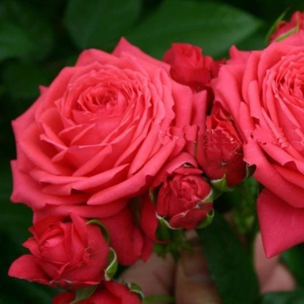 Tüplü Multi Goncalı Yediveren Florence Çok Goncalı  Gül Fidanı