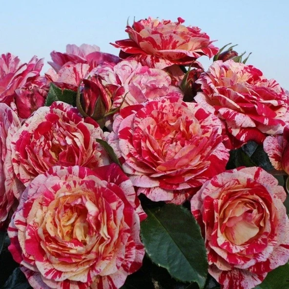 Tüplü Soğuklara Dayanıklı Abracadabra Çok Goncalı Yediveren Gül Fidanı ürün görseli 1