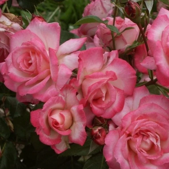 Tüplü Koleksiyonluk Yediveren Kokulu Pembe Beyaz Harlekin Sarmaşık Gül Fidanı ürün görseli 1