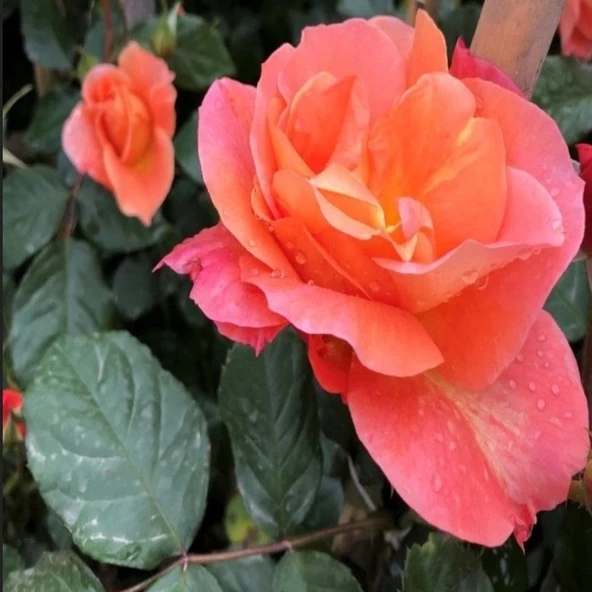 Tüplü Nadir Kokulu Yediveren Yavruağzı Recife Sarmaşık Gül Fidanı (150-200 cm) ürün görseli 1