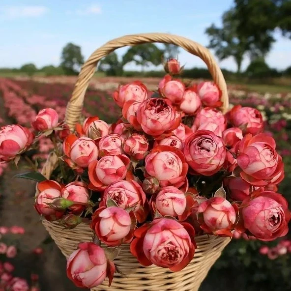 Tüplü Çok Goncalı Soğuklara Dayanıklı Kokulu Pompeji Yediveren Gül Fidanı