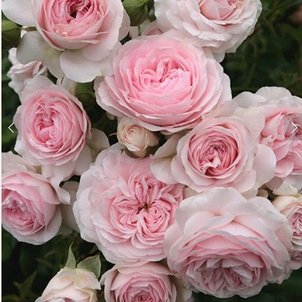 Tüplü Koleksiyonluk Kordes Larissa FC Yediveren Gül Fidanı ürün görseli 1