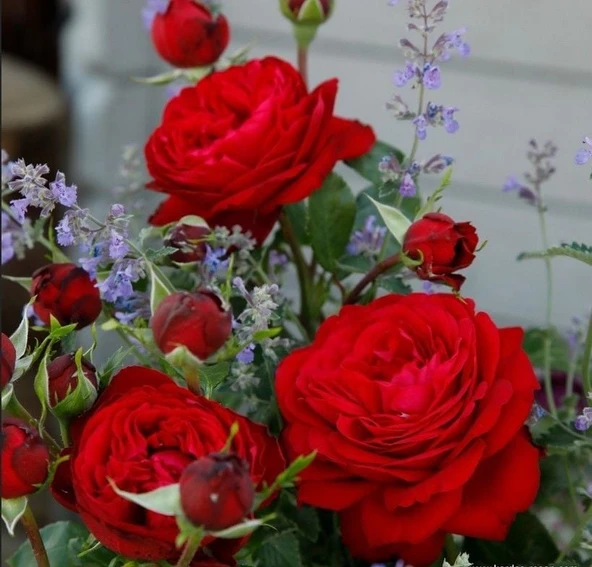 Tüplü  Katmerli Soğuklara Dayanıklı Yediveren Çok Goncalı Tiamo Gül Fidanı ürün görseli 1