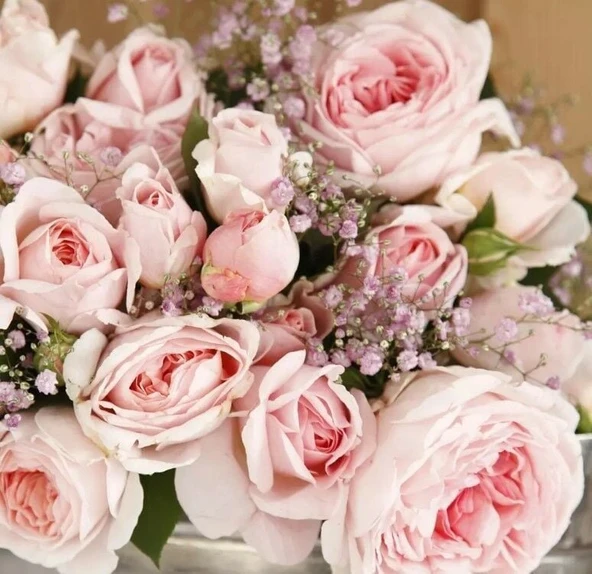 Tüplü Koleksiyonluk Hyrid Tea Katmerli Marchenzauber Yediveren Gül Fidanı ürün görseli 1