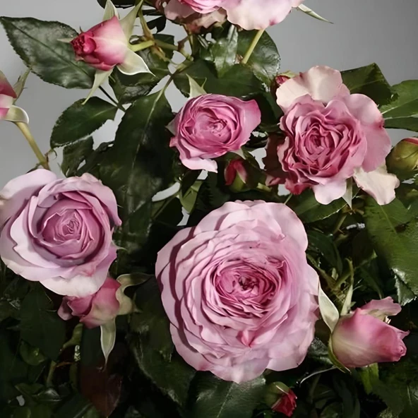 Tüplü Yediveren Blue Orkan Yediveren Gül Fidanı ürün görseli 1